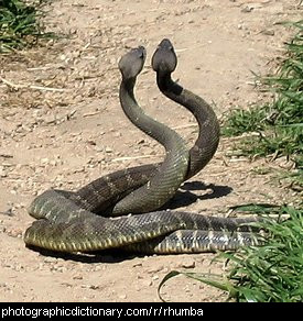 Photo of two rattlesnakes