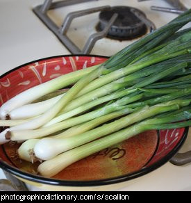 Photo of scallions