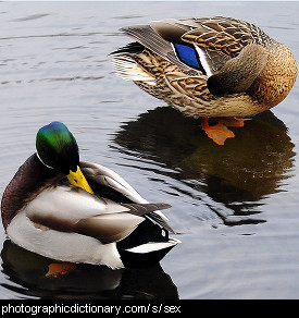 Photo of a male and female duck