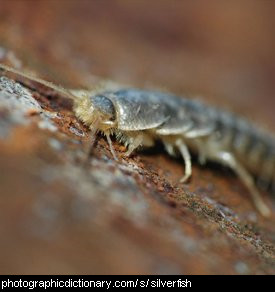 Photo of a silverfish