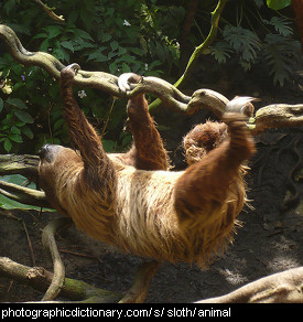 Photo of a sloth