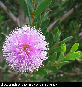 Photo of a spherical flower