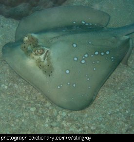 Photo of stingrays