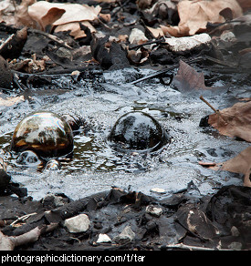 Photo of a tar pit