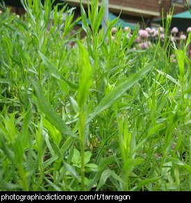 Photo of tarragon