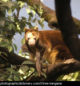 Photo of a tree kangaroo