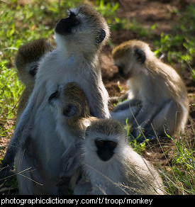 Photo of a group of monkeys