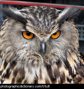 Photo of an owl with tufted ears