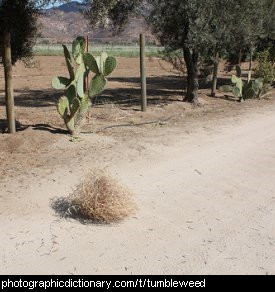 Photo of tumbleweeds