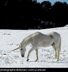 Photo of a unicorn.