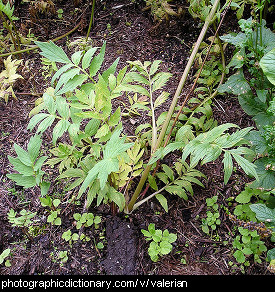 Photo of a valerian plant