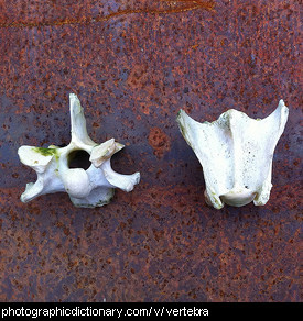 Photo of two vertebra