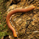 Photo of a millipede