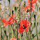 Photo of poppies