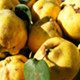 Photo of quinces.